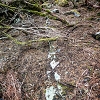 Plants: image 78 Of 208 Thumb